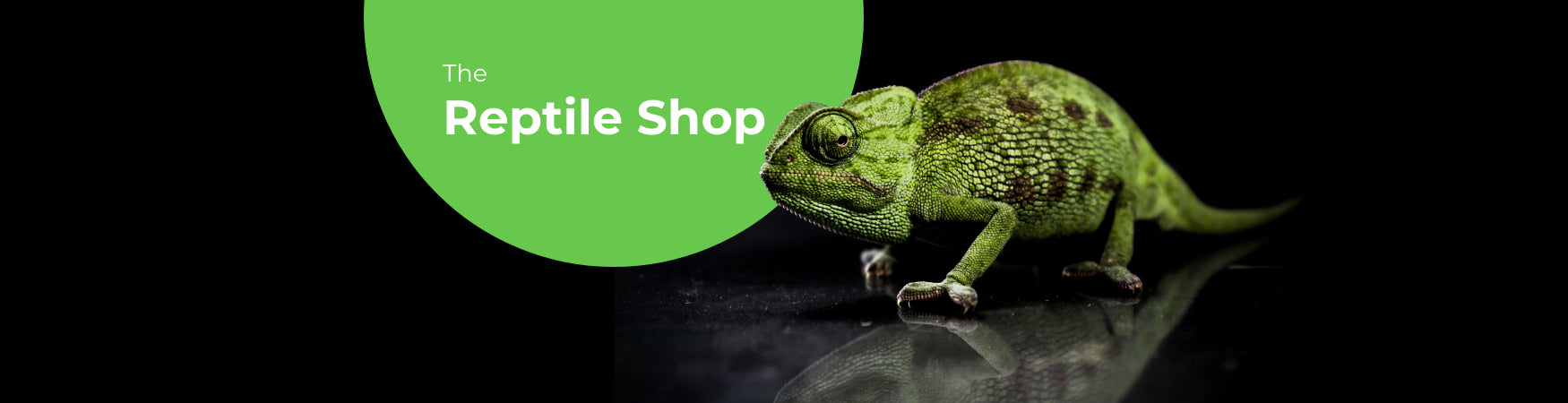 Online 2025 reptile store