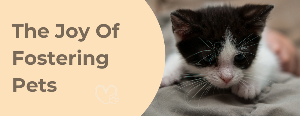 The Joy Of Fostering Pets